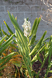 Dr. Moy Ginger Lily (Hedychium 'Dr. Moy') at Lakeshore Garden Centres