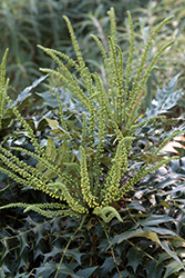 Winter Sun Grape Holly (Mahonia x media 'Winter Sun') at Lakeshore Garden Centres