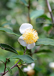 Tea Plant (Camellia sinensis) at Lakeshore Garden Centres