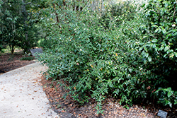 Tea Plant (Camellia sinensis) at Lakeshore Garden Centres