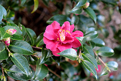 October Magic Ruby Camellia (Camellia sasanqua 'Green 02-003') at Lakeshore Garden Centres