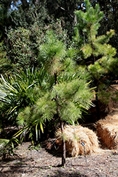Shortleaf Pine (Pinus echinata) at Lakeshore Garden Centres