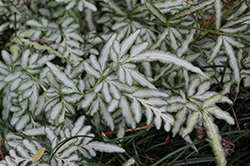 Evergemiensis Variegated Brake Fern (Pteris ensiformis 'Evergemiensis') at Lakeshore Garden Centres