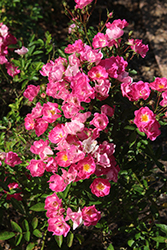 Pink Picnic Rose (Rosa 'Pink Picnic') at Lakeshore Garden Centres