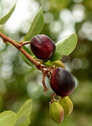 Cocoplum (Chrysobalanus icaco) at Lakeshore Garden Centres