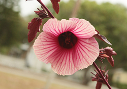 Cranberry Hibiscus (Hibiscus acetosella) at Lakeshore Garden Centres