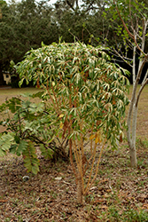 Variegated Tapioca (Manihot esculenta 'Variegata') at Lakeshore Garden Centres