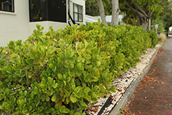 Autograph bush (Clusia guttifera) at Lakeshore Garden Centres