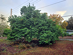 Star Fruit (Averrhoa carambola) at Lakeshore Garden Centres