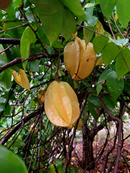 Star Fruit (Averrhoa carambola) at Lakeshore Garden Centres