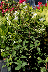 Arctic Snow Bush (Wrightia antidysenterica) at Lakeshore Garden Centres