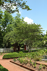 Pride Of Houston Yaupon Holly (Ilex vomitoria 'Pride Of Houston') at Lakeshore Garden Centres