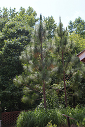Longleaf Pine (Pinus palustris) at Lakeshore Garden Centres