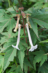 Hardy White Gloxinia (Sinningia tubiflora) at Lakeshore Garden Centres