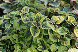Troy's Gold Swedish Ivy (Plectranthus 'Troy's Gold') at Lakeshore Garden Centres