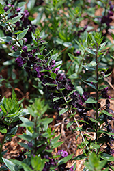 AngelFlare Black Angelonia (Angelonia angustifolia 'Balangflac') at Lakeshore Garden Centres