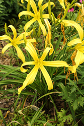 Kindly Light Daylily (Hemerocallis 'Kindly Light') at Lakeshore Garden Centres