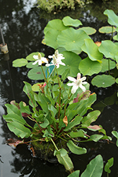 Yerba Mansa (Anemopsis californica) at Lakeshore Garden Centres