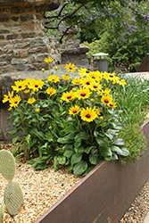 Black-eyed Susan (Rudbeckia hirta) at Peter Knippel Garden Centre