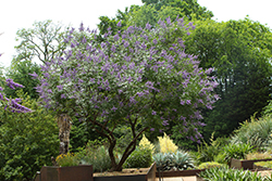 Montrose Purple Chaste Tree (Vitex agnus-castus 'Montrose Purple') at Lakeshore Garden Centres