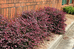 Jazz Hands Variegated Chinese Fringe-flower (Loropetalum chinense 'Irodori') at Lakeshore Garden Centres