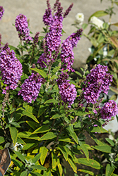 Birthday Cake Butterfly Bush (Buddleia 'PODvb3-30') at Lakeshore Garden Centres