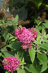 Dapper Pink Butterfly Bush (Buddleia davidii 'Condappin') at Lakeshore Garden Centres