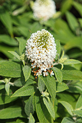 Dapper White Butterfly Bush (Buddleia davidii 'Dapconwhi') at Lakeshore Garden Centres