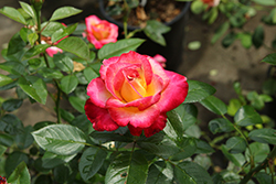 Dick Clark Rose (Rosa 'Dick Clark') at Lakeshore Garden Centres