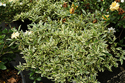 Variegated Radicans Gardenia (Gardenia jasminoides 'Radicans Variegata') at Lakeshore Garden Centres