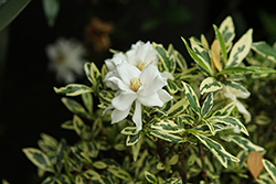 Variegated Radicans Gardenia (Gardenia jasminoides 'Radicans Variegata') at Lakeshore Garden Centres