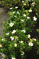Heaven Scent Gardenia (Gardenia jasminoides 'Magda 1') at Lakeshore Garden Centres
