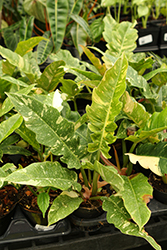 Ring of Fire Philodendron (Philodendron 'Ring of Fire') at Golden Acre Home & Garden