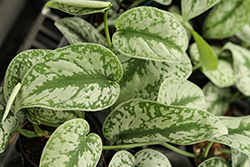 Exotica Silver Satin Pothos (Scindapsus pictus 'Exotica') at Golden Acre Home & Garden