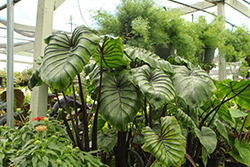 Pharaoh's Mask Elephant Ear (Colocasia 'Pharaoh's Mask') at Lakeshore Garden Centres