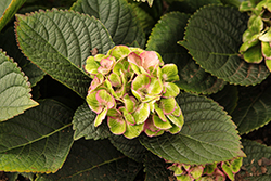 Tequila Sunrise Hydrangea (Hydrangea macrophylla 'Tequila Sunrise') at Lakeshore Garden Centres