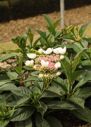 Game Changer White Hydrangea (Hydrangea macrophylla 'Game Changer White') at Lakeshore Garden Centres