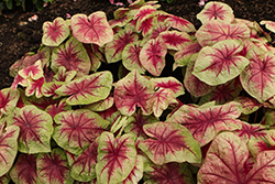 Heart to Heart Lemon Blush Caladium (Caladium 'Lemon Blush') at Lakeshore Garden Centres