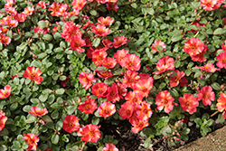 Mega Pazzaz Tropical Twist Portulaca (Portulaca oleracea 'Mega Pazzaz Tropical Twist') at Lakeshore Garden Centres