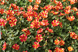 Mega Pazzaz Papaya Twist Portulaca (Portulaca oleracea 'Mega Pazzaz Papaya Twist') at Lakeshore Garden Centres