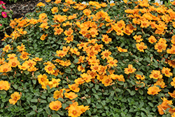 Pazzaz Nano Mango Portulaca (Portulaca oleracea 'Pazzaz Nano Mango') at Lakeshore Garden Centres
