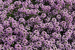 Easy Breezy Purple Lobularia (Lobularia maritima 'Balbeezurp') at Lakeshore Garden Centres