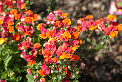 Nesia Tangerine Nemesia (Nemesia 'Nesia Tangerine') at Lakeshore Garden Centres