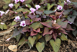 Floramia Cameo Sweet Potato Vine (Ipomoea batatas 'Flora Mia Cameo') at Lakeshore Garden Centres