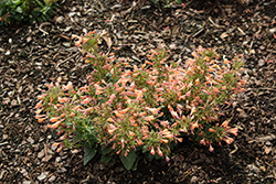 Betterbuzz Pink Hyssop (Agastache aurantiaca 'Betterbuzz Pink') at Lakeshore Garden Centres