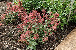 Betterbuzz Red Hyssop (Agastache aurantiaca 'Betterbuzz Red') at Lakeshore Garden Centres