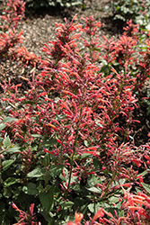 Betterbuzz Red Hyssop (Agastache aurantiaca 'Betterbuzz Red') at Lakeshore Garden Centres