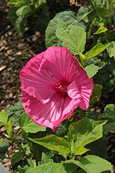 Honeymoon Rose Hibiscus (Hibiscus 'Honeymoon Rose') at Lakeshore Garden Centres