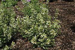 Marvelette White Dwarf Calamint (Calamintha nepeta 'Marvelette White') at Lakeshore Garden Centres