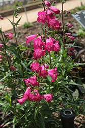 Parade Of Parrots Beard Tongue (Penstemon 'Parade Of Parrots') at Lakeshore Garden Centres